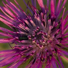 Milk Thistle Seed